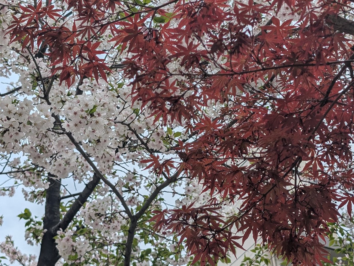 日本蜜柑 tweet media