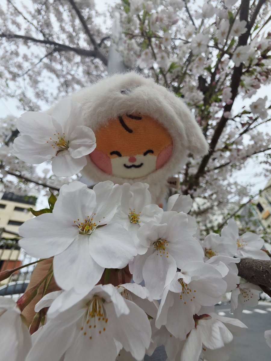 (오린이🍀)러블리비니₍ᐢ._.ᐢ₎ 🐇 tweet media