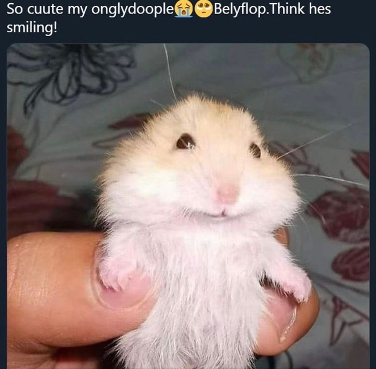 binx 🧇🧇 tweet media