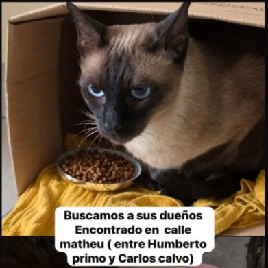 Fundación De Gatitos tweet media