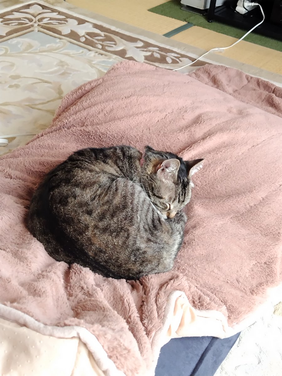 Kijitora469's tweet photo. 家主の居場所を奪った猫😢

#猫のいる暮らし #キジトラ #猫好きさん #猫のいる生活  #猫がいる幸せ https://t.co/z5382TpmBn