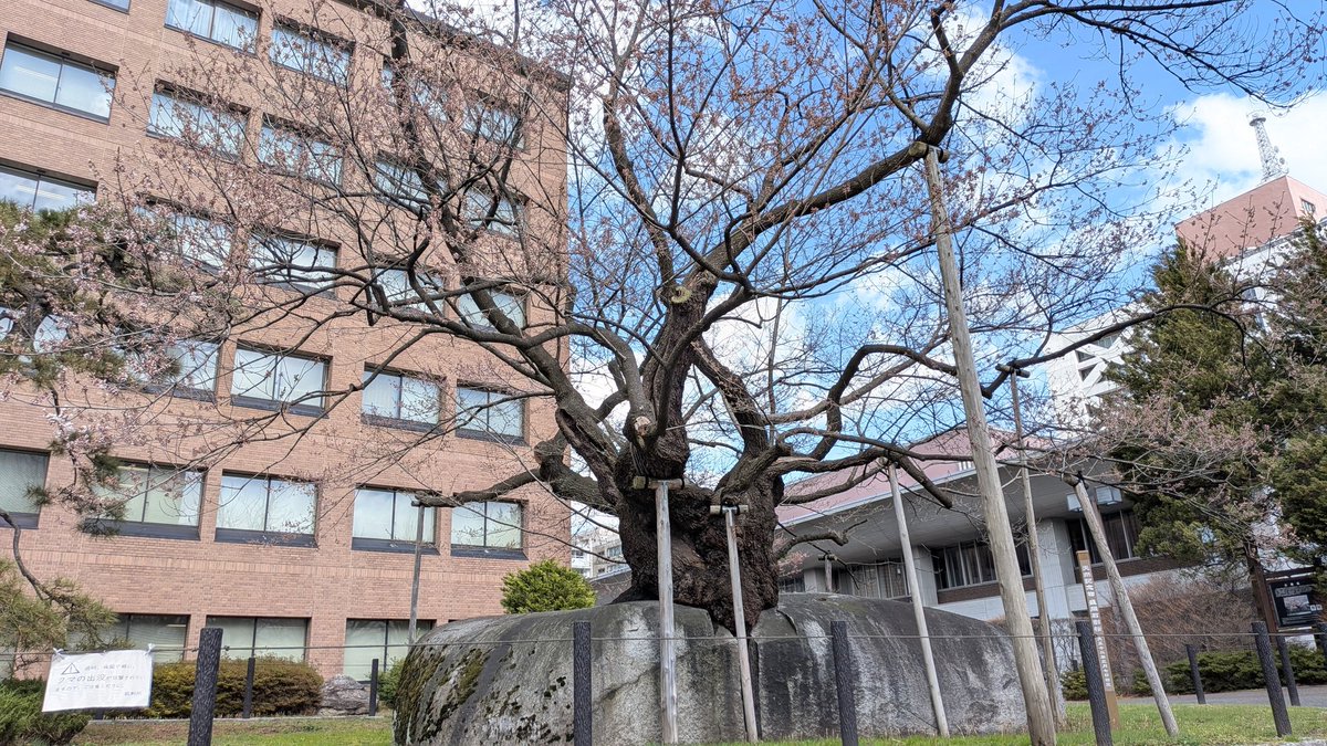toutokankou's tweet photo. 盛岡地方裁判所敷地内の石割桜が今春も開花してくれました！
樹齢およそ400年と言われるエドヒガンザクラ。
今週末には見頃を迎えそうですよ。 https://t.co/4tSdnqAMoN