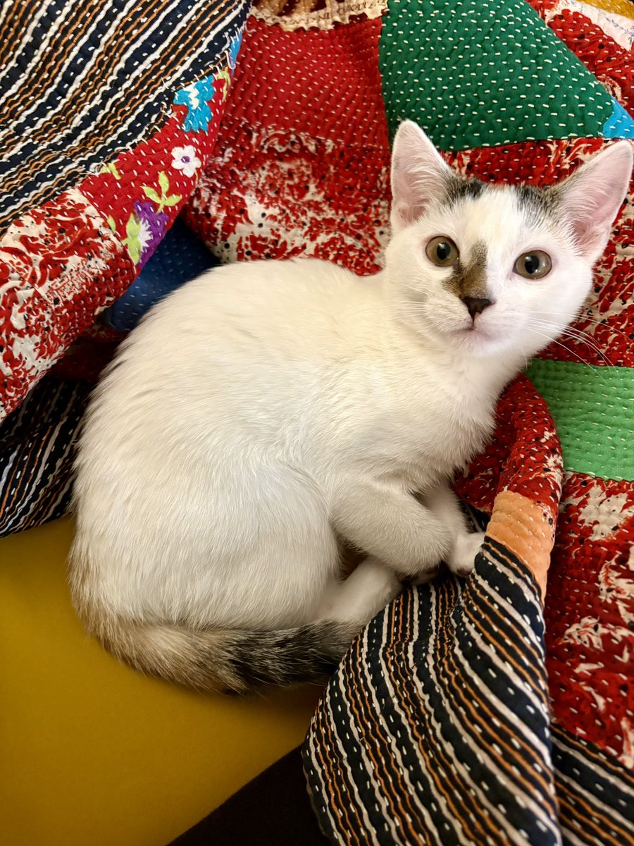 A.V. Marraccini tweet media