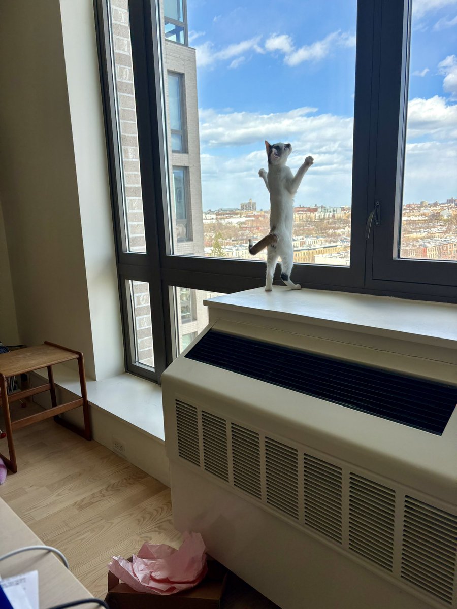 A.V. Marraccini tweet media