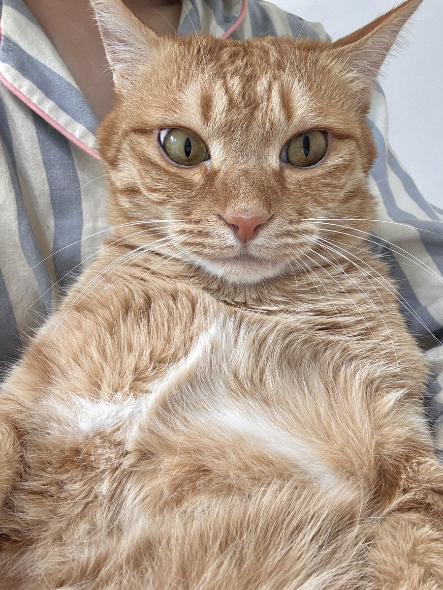 우동과 고명즈 tweet media