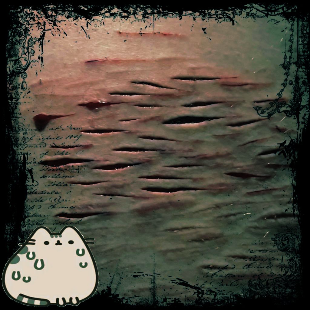 ⸝⸝ ᘛ pusheen 𓎟 ᕝ tweet media