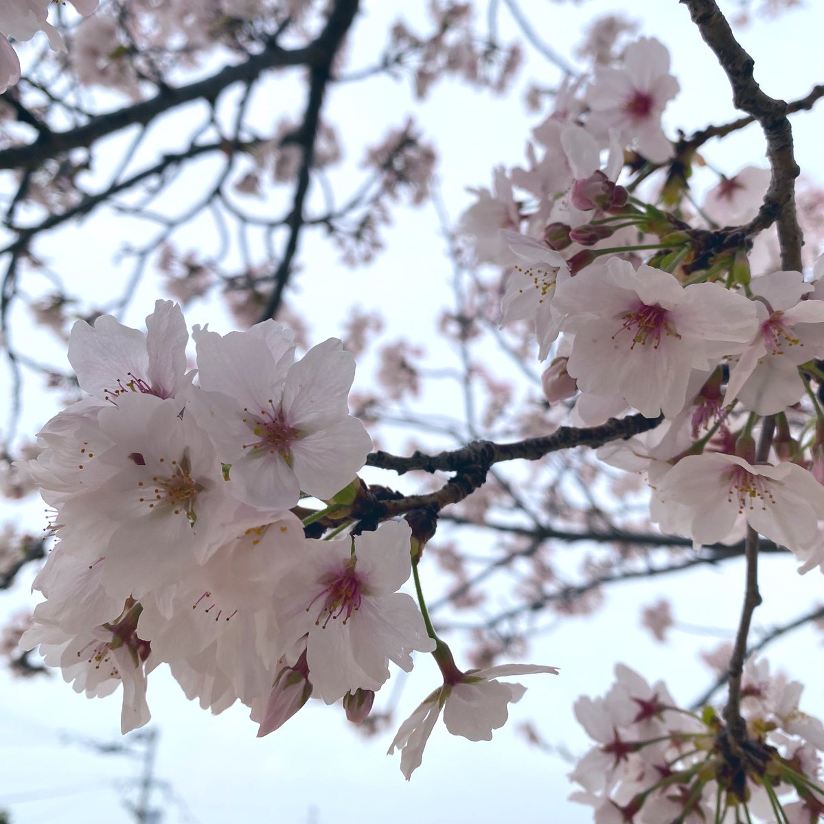 M_Handcraft's tweet photo. 今日はくもり☁️です
近所の桜は、満開に近くなりました！
もう少し楽しめるかなー😊🌸 https://t.co/3sAqVynoPQ