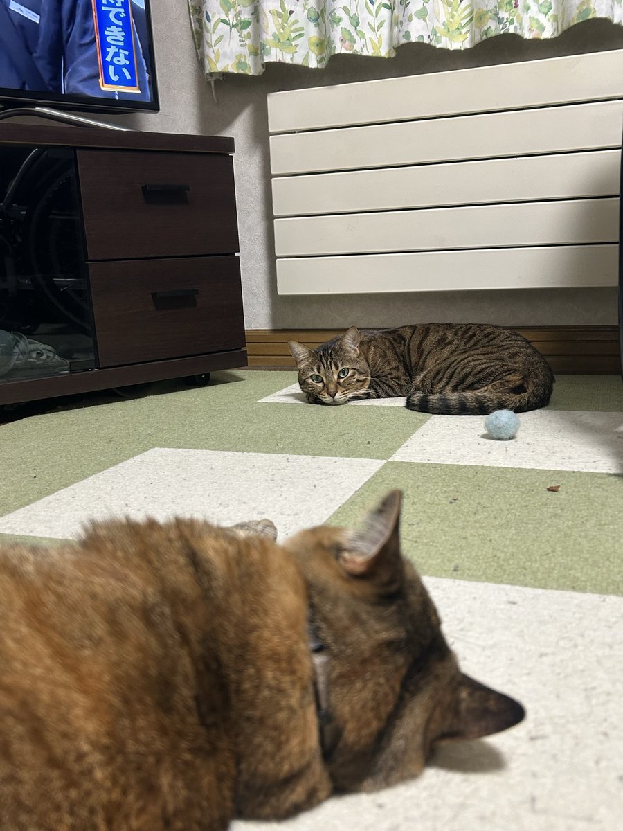 FallTos's tweet photo. どっちを見ているんだろうか？ https://t.co/GdTK00GgRx
