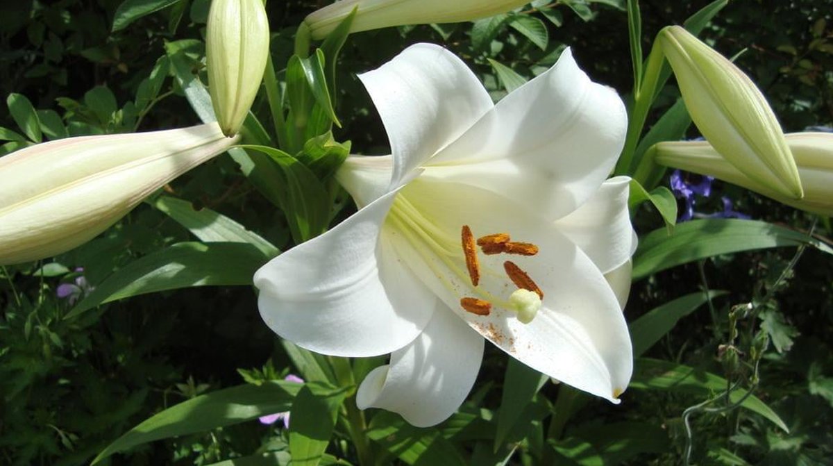 Weekly Georgian Etymology: შროშანი šrošani 'lily', from Old Georgian ႸႰႭႸႠႬႨ šrošani, corruption of older *šošani, from Hebrew שושן šošan, from Egyptian 𓊃𓈙𓈖𓆸 zešen lotus flower. It gets its form by analogy with შრეში šreši edible asphodel, itself from Parthian 𐭮𐭫𐭩𐭱 šriš.