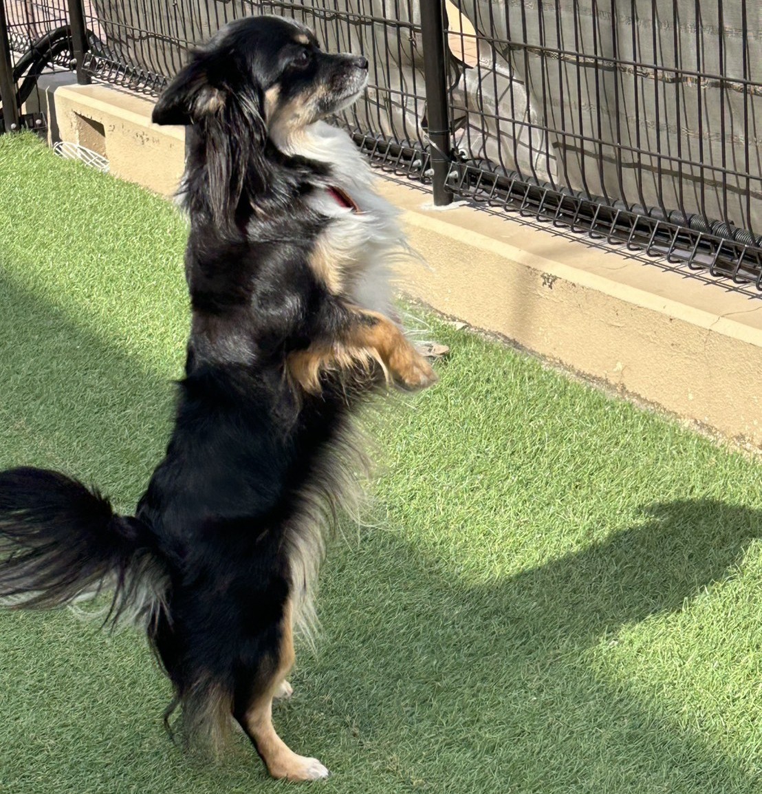 アルくん tweet media