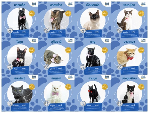 Catster & Co บ้านพักพิงแมวจร tweet media