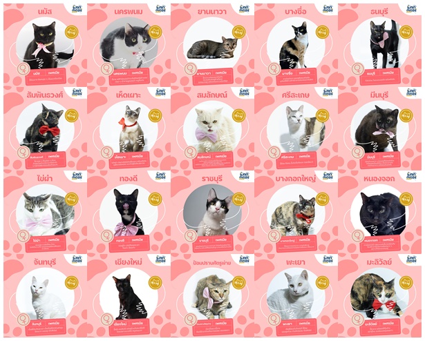 Catster & Co บ้านพักพิงแมวจร tweet media