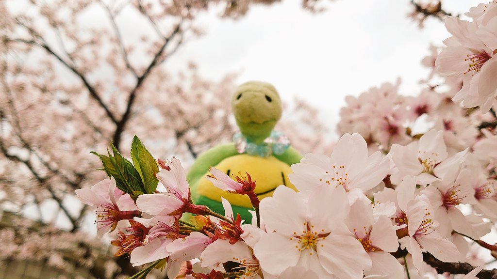 うちスボ tweet media