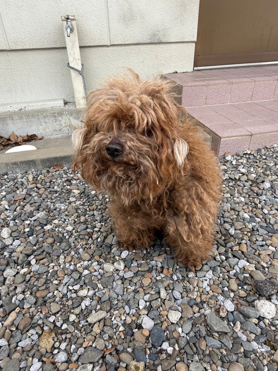 終わりなきスプリンクラー tweet media