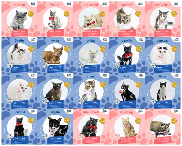 Catster & Co บ้านพักพิงแมวจร tweet media