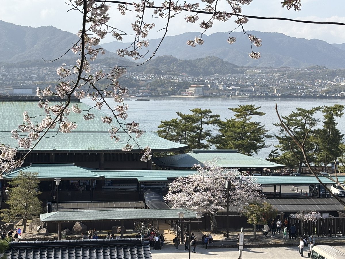 kotoha_nihongo's tweet photo. 宮島の桜もぼちぼち終わりかなー。 https://t.co/Ae19hBSeIu