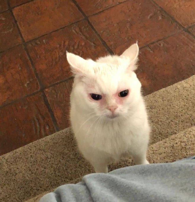 𝕵𝕳💡 tweet media