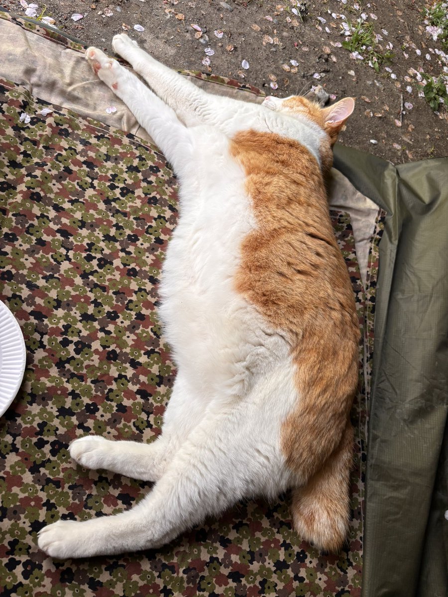 ポンコツサブロー tweet media