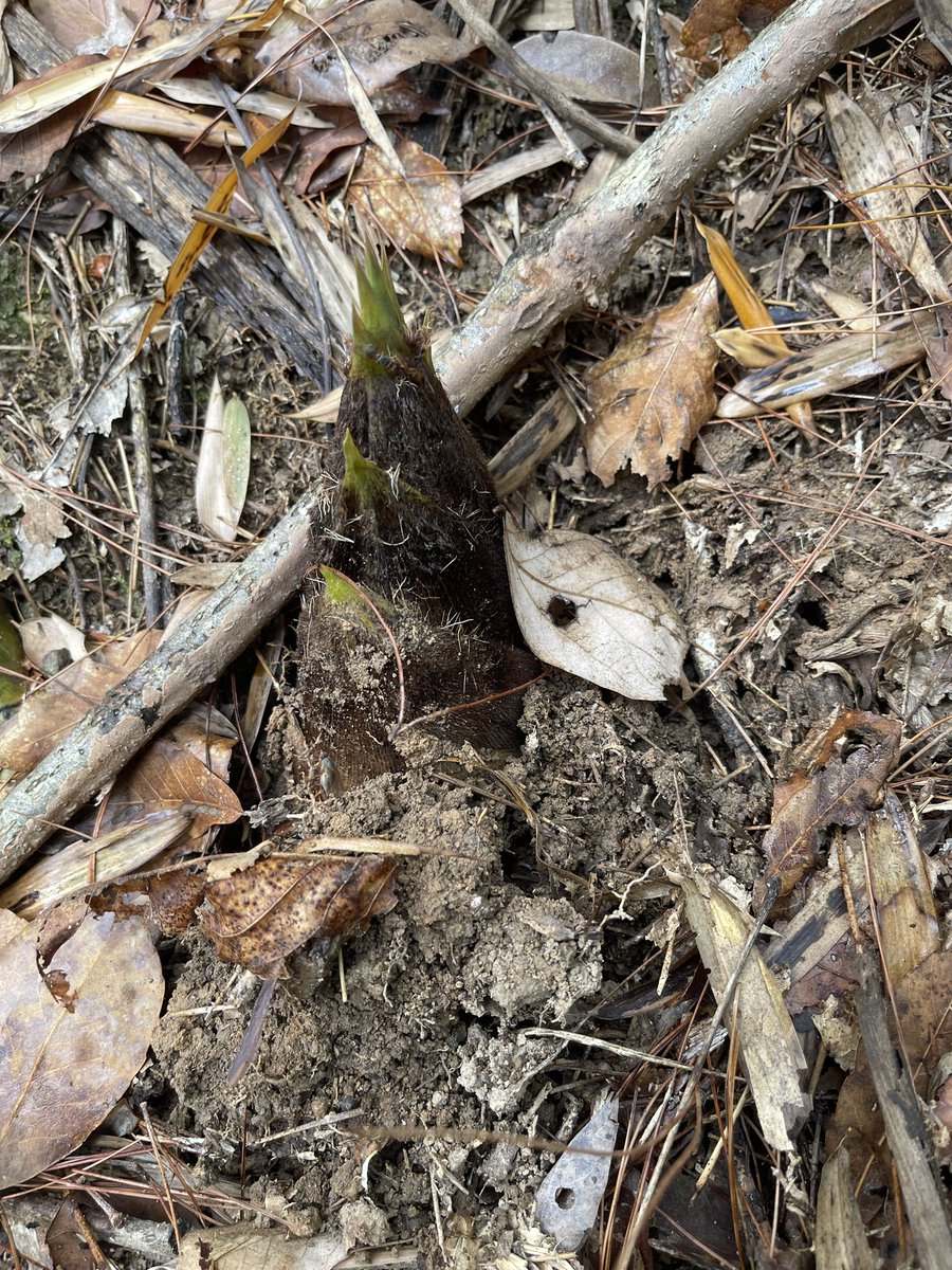 路客大酥🇮🇱🇺🇸🇯🇵 tweet media