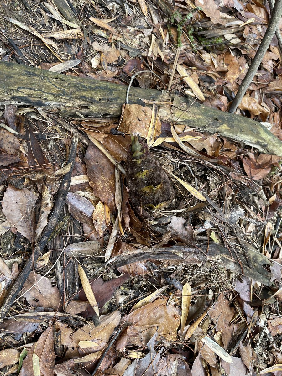 路客大酥🇮🇱🇺🇸🇯🇵 tweet media