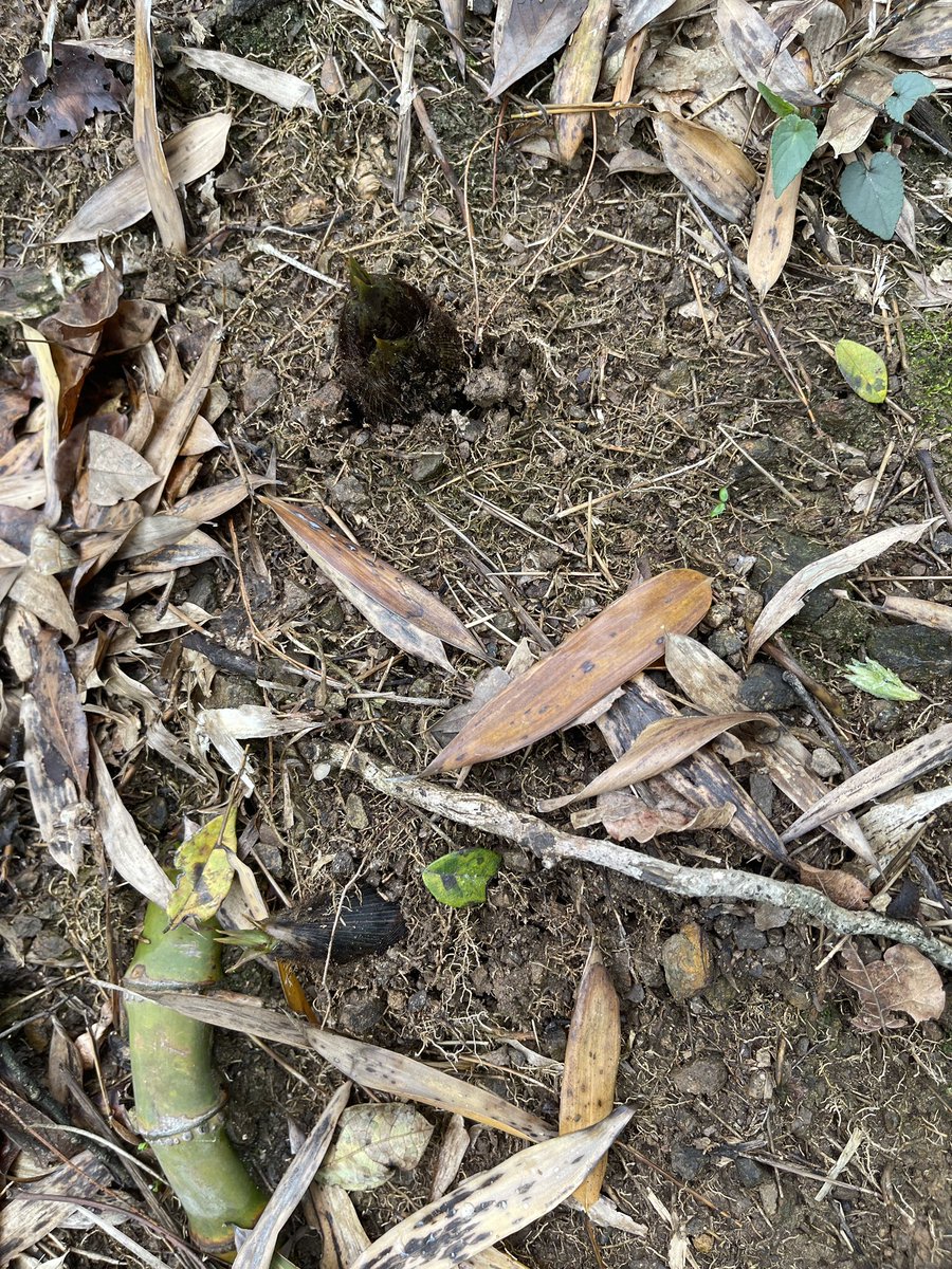 路客大酥🇮🇱🇺🇸🇯🇵 tweet media