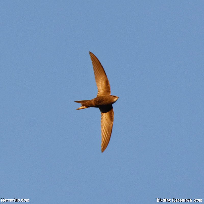 Ja tenim els falciots pàl·lids (Apus pallidus) sobrevolant Reus.
