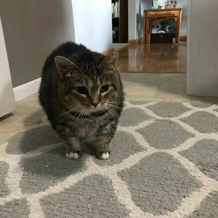 No Cats No Life tweet media