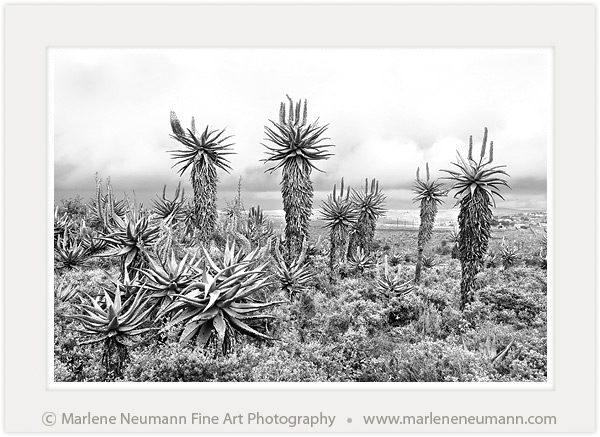 Marlene Neumann tweet media