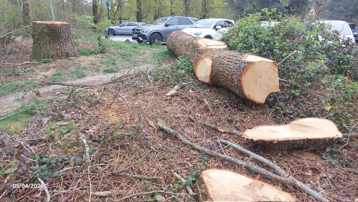 SOSMontmorency's tweet photo. #onfofficiel #forestiers @ONF_Officiel Pourriez-vous nous apporter des éclaircissements concernant cet arbre tronçonné aux Quatre-Cèdres sur le parking de st Leu la forêt ? cela représenterait pour nous une véritable opportunité de mieux comprendre la décision prise. Merci https://t.co/0E1D5qEls8