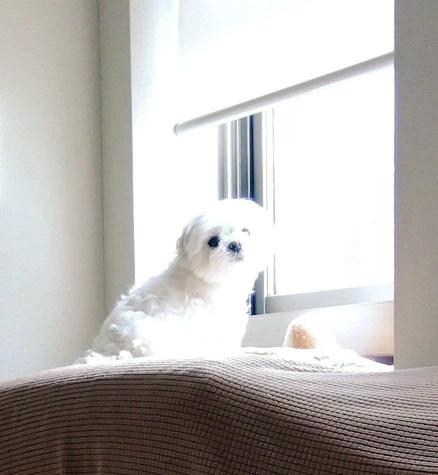 きなこ tweet media