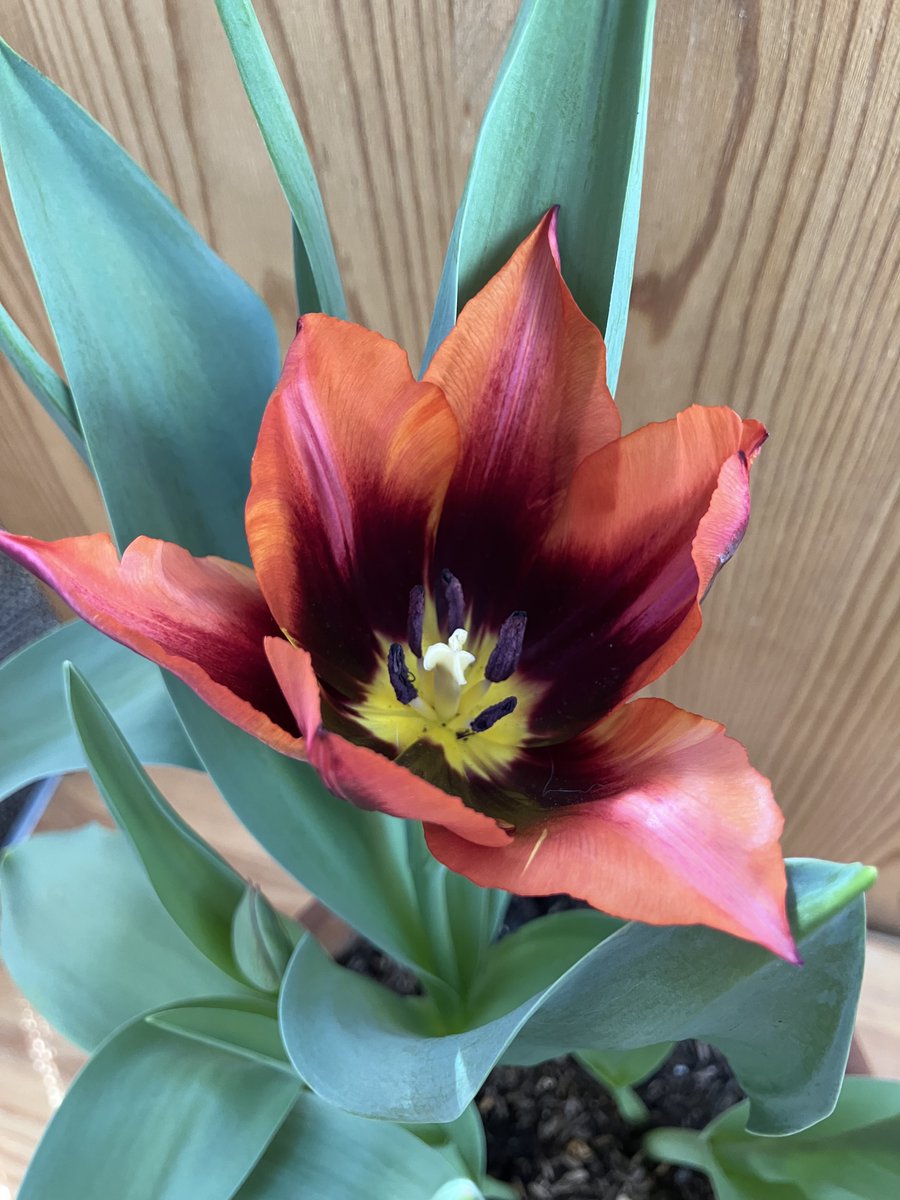 Noemia(da Narcissist) tweet media