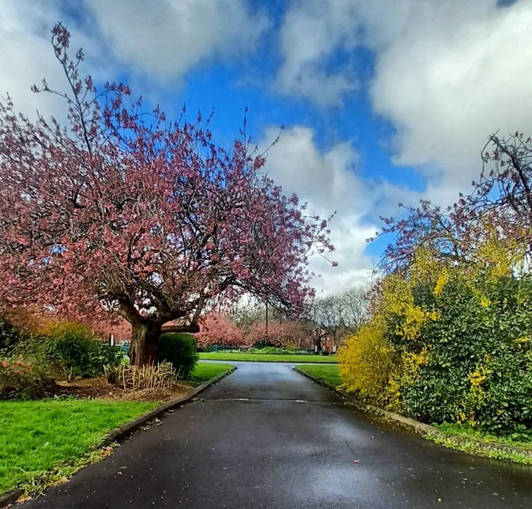 MonicaCrimmins's tweet image. Good morning. Easter Bank Holiday Monday.  A new week ahead.  Yesterday, I didn't venture far on my Easter morning walk. Headed to local Seymour Park and Hullard Park, seeing the beautiful blossom 🌸 that has arrived there 🩷 #OldTrafford #Trafford #Manchester