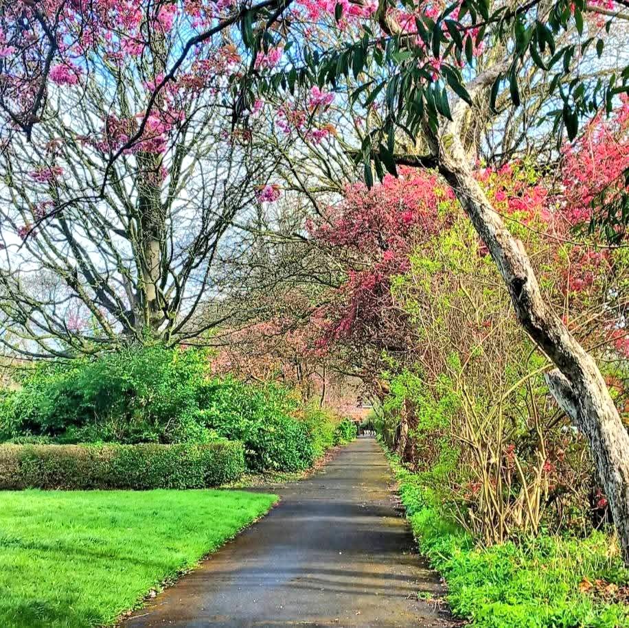 MonicaCrimmins's tweet image. Good morning. Easter Bank Holiday Monday.  A new week ahead.  Yesterday, I didn't venture far on my Easter morning walk. Headed to local Seymour Park and Hullard Park, seeing the beautiful blossom 🌸 that has arrived there 🩷 #OldTrafford #Trafford #Manchester