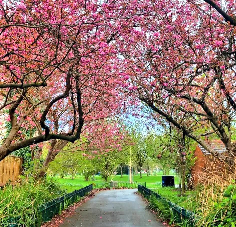 MonicaCrimmins's tweet image. Good morning. Easter Bank Holiday Monday.  A new week ahead.  Yesterday, I didn't venture far on my Easter morning walk. Headed to local Seymour Park and Hullard Park, seeing the beautiful blossom 🌸 that has arrived there 🩷 #OldTrafford #Trafford #Manchester