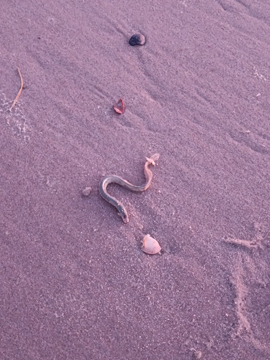 Deepa Govindasamy tweet media