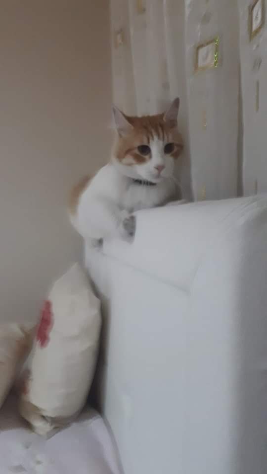 BaktaşErçel.SedaAkbaş tweet media