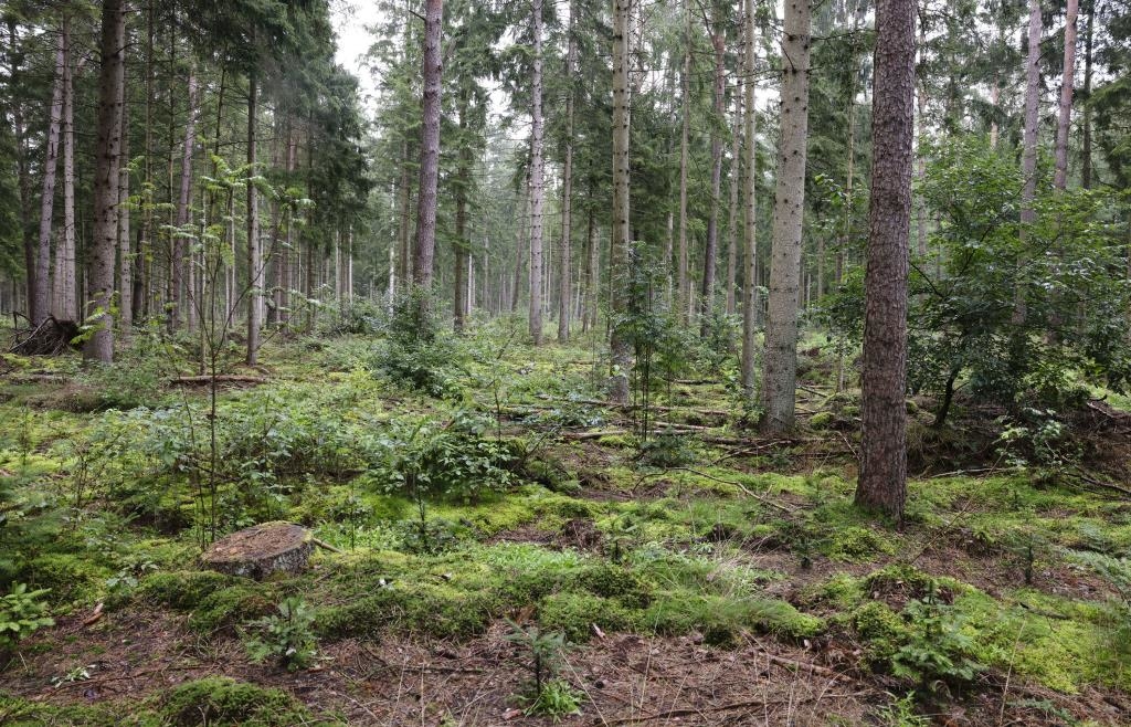 Passauer Neue Presse tweet media