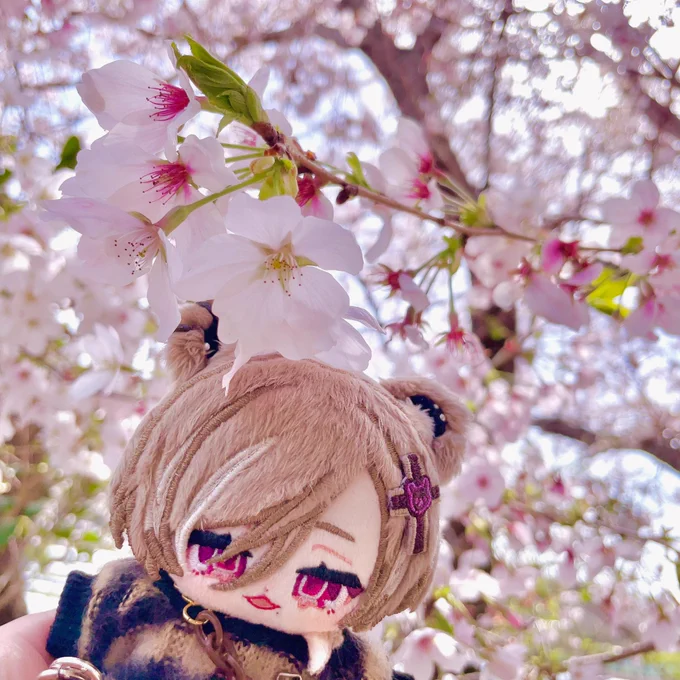 桜だよ、綺麗だね