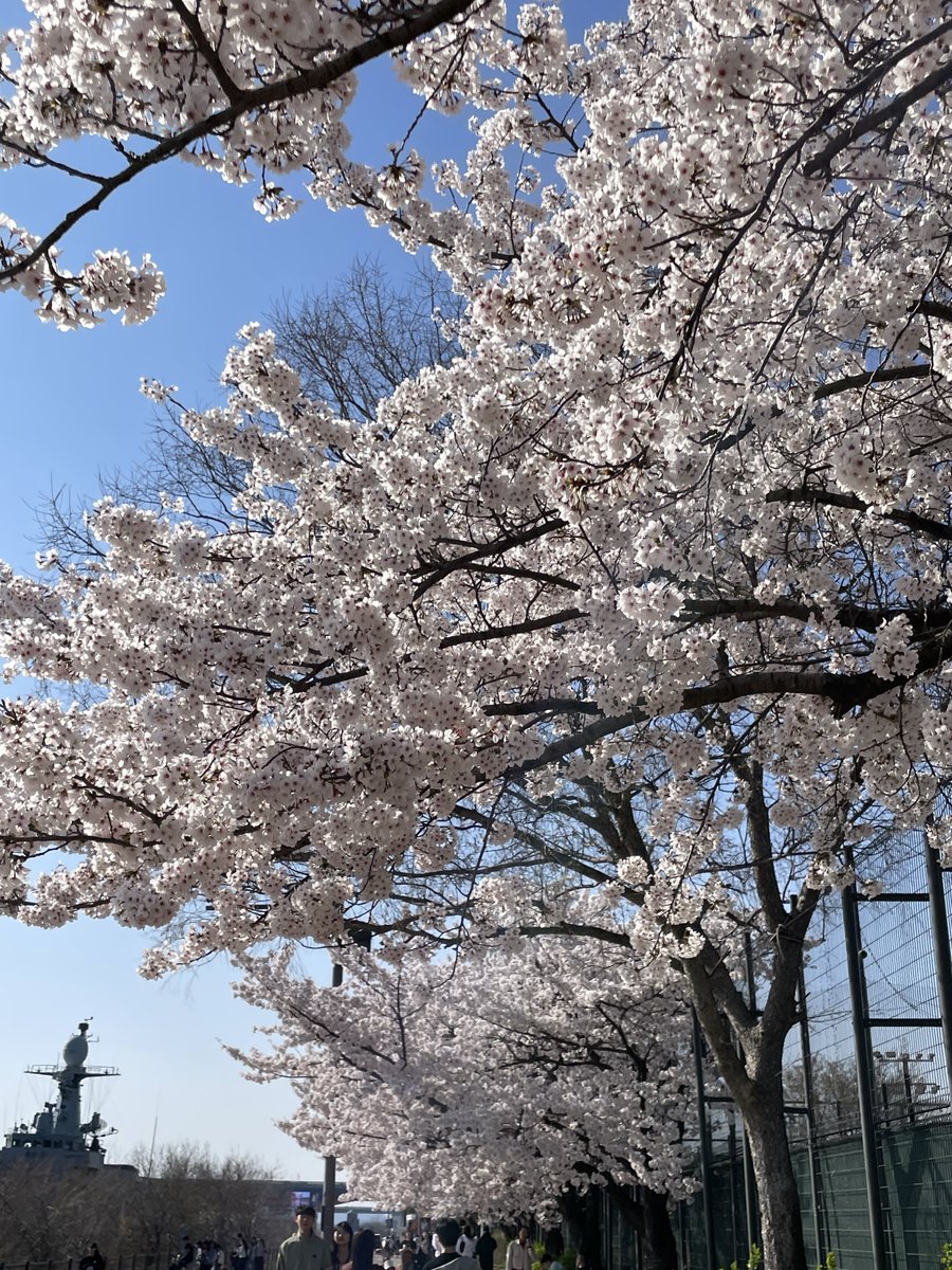 🐱💔 tweet media