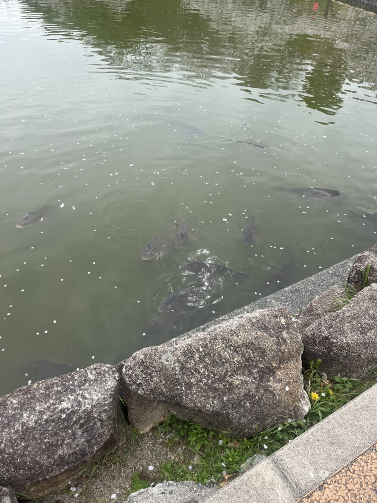 めんじょるの 🐻💿 tweet media