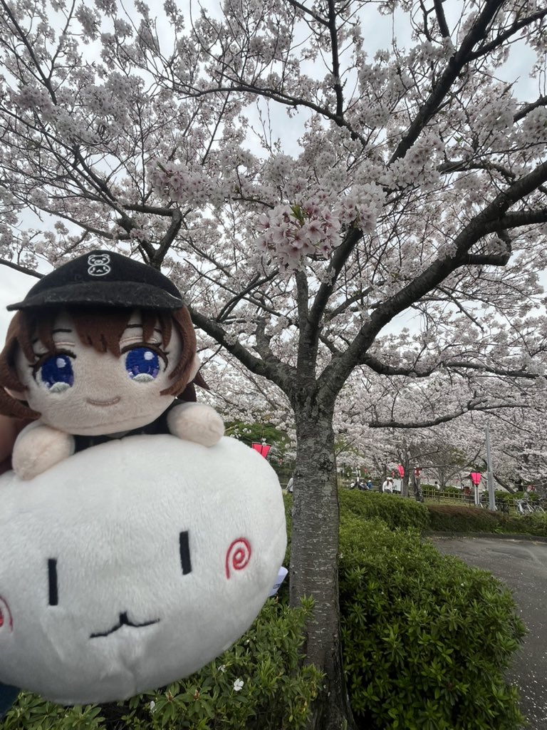 めんじょるの 🐻💿 tweet media