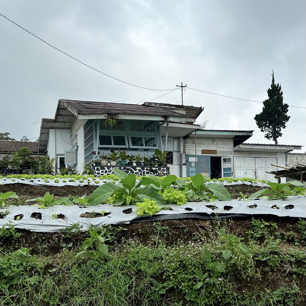 むーも tweet media