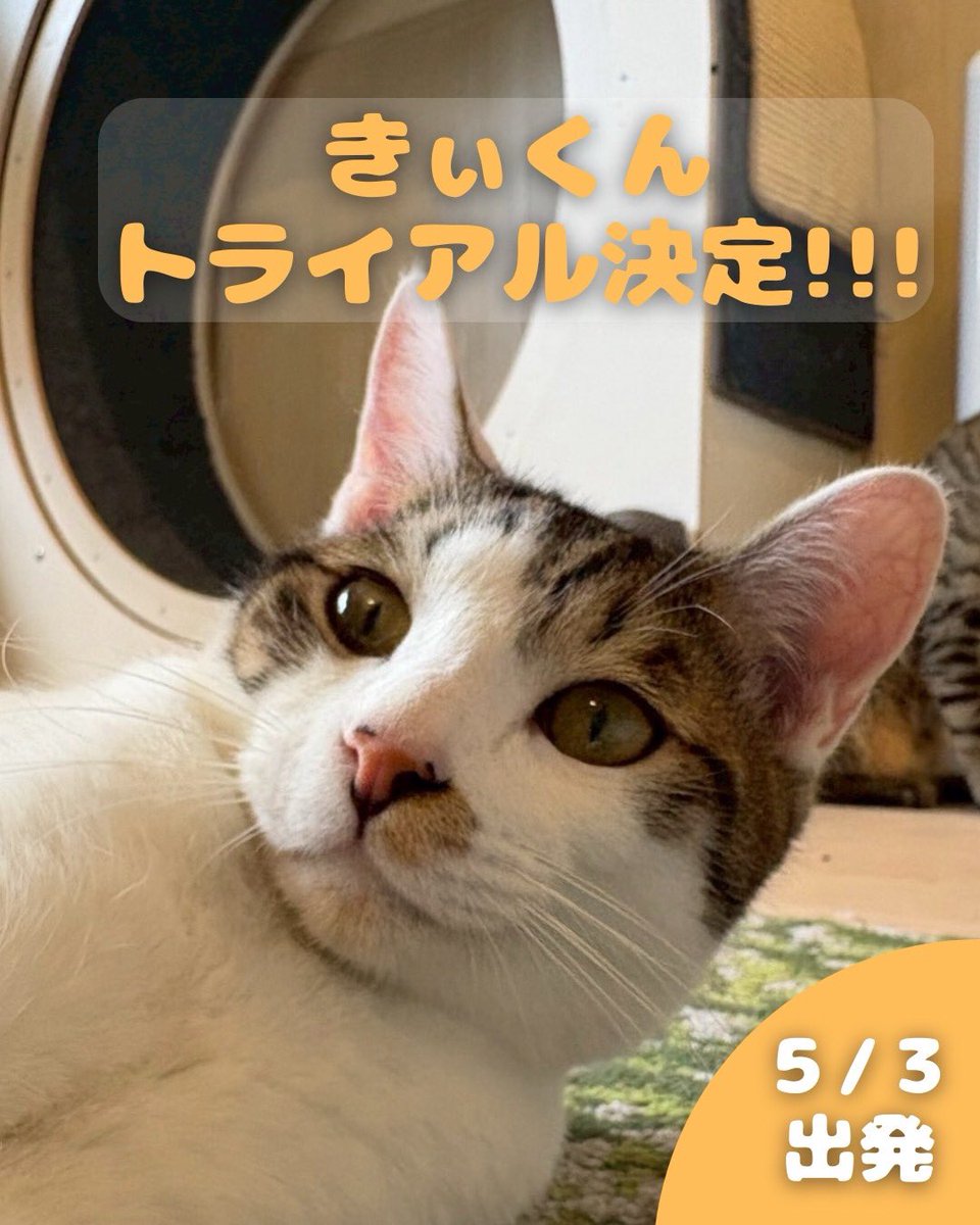 トライアル決定!!!／ 譲渡会にてきぃくんのトライアルが決定しました 