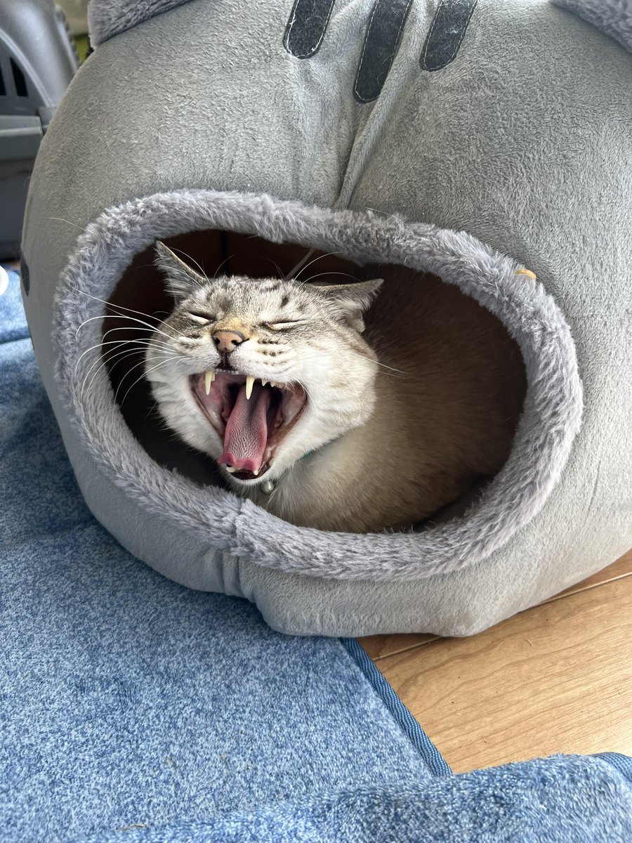 レックウザ tweet media