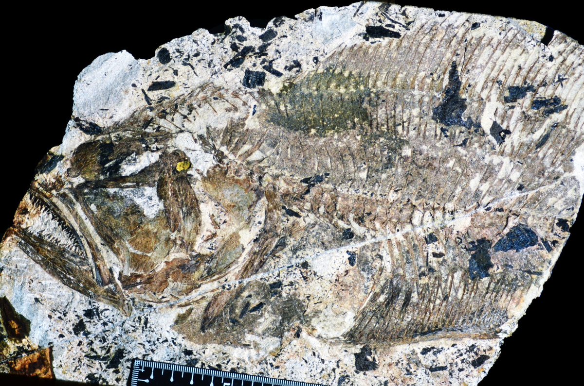 あいちに自然史博物館を！協議会 tweet media