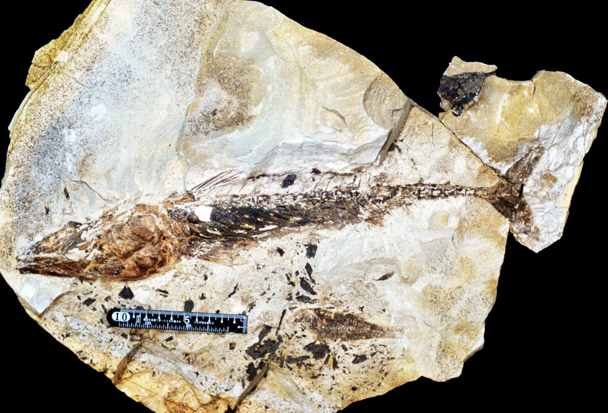 あいちに自然史博物館を！協議会 tweet media