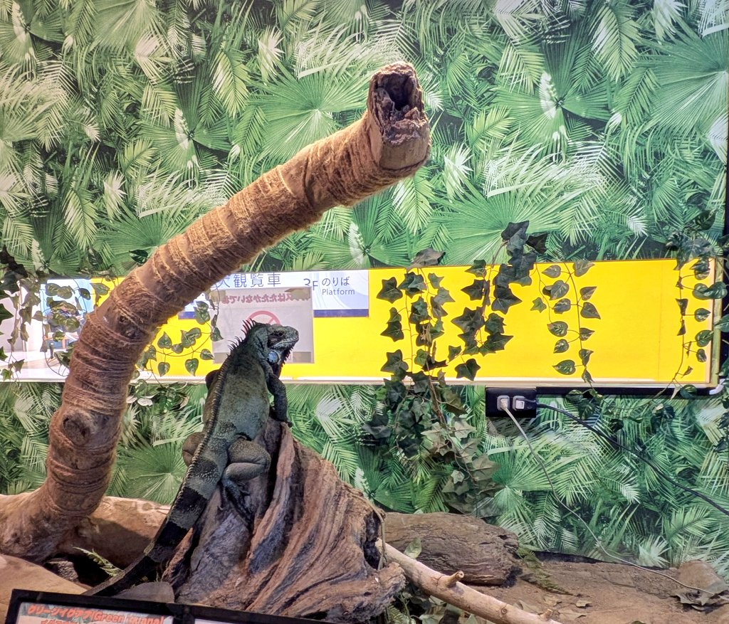 TenpozanAnipa's tweet photo. お客様ウォッチングを楽しむ
イグアナ🦎
#動物 #天保山アニパ #大阪観光 #大阪 #大阪港 #子連れおでかけ #海遊館 のとなり #イグアナ #iguana
Right next to #kaiyukan
#Osaka #Tempozan #JapanTravel #OsakaTravel #OsakaPort #ExploreOsaka
#KaiyukanSideTrip https://t.co/DKuSmuo6eQ