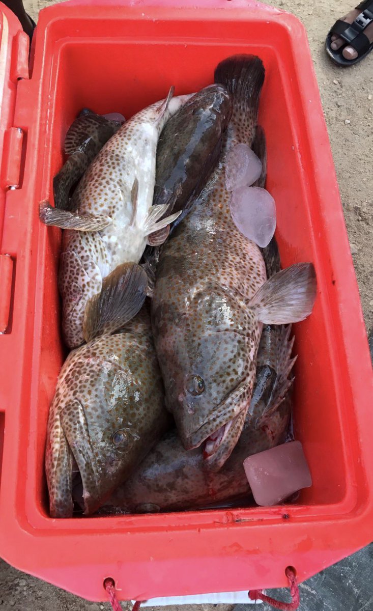 عين القعود⚖️ tweet media