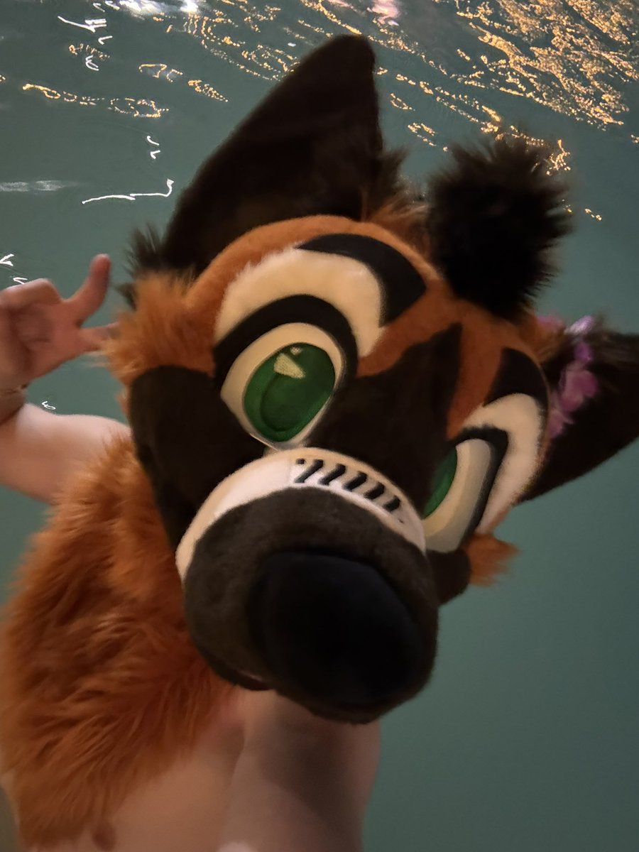 LinkThePup's tweet image. One last pool sesh was needed. What a way to end this spectacular weekend. Thank you again from the bottom of my heart. 💙 #LVFC #lasvegasfurcon