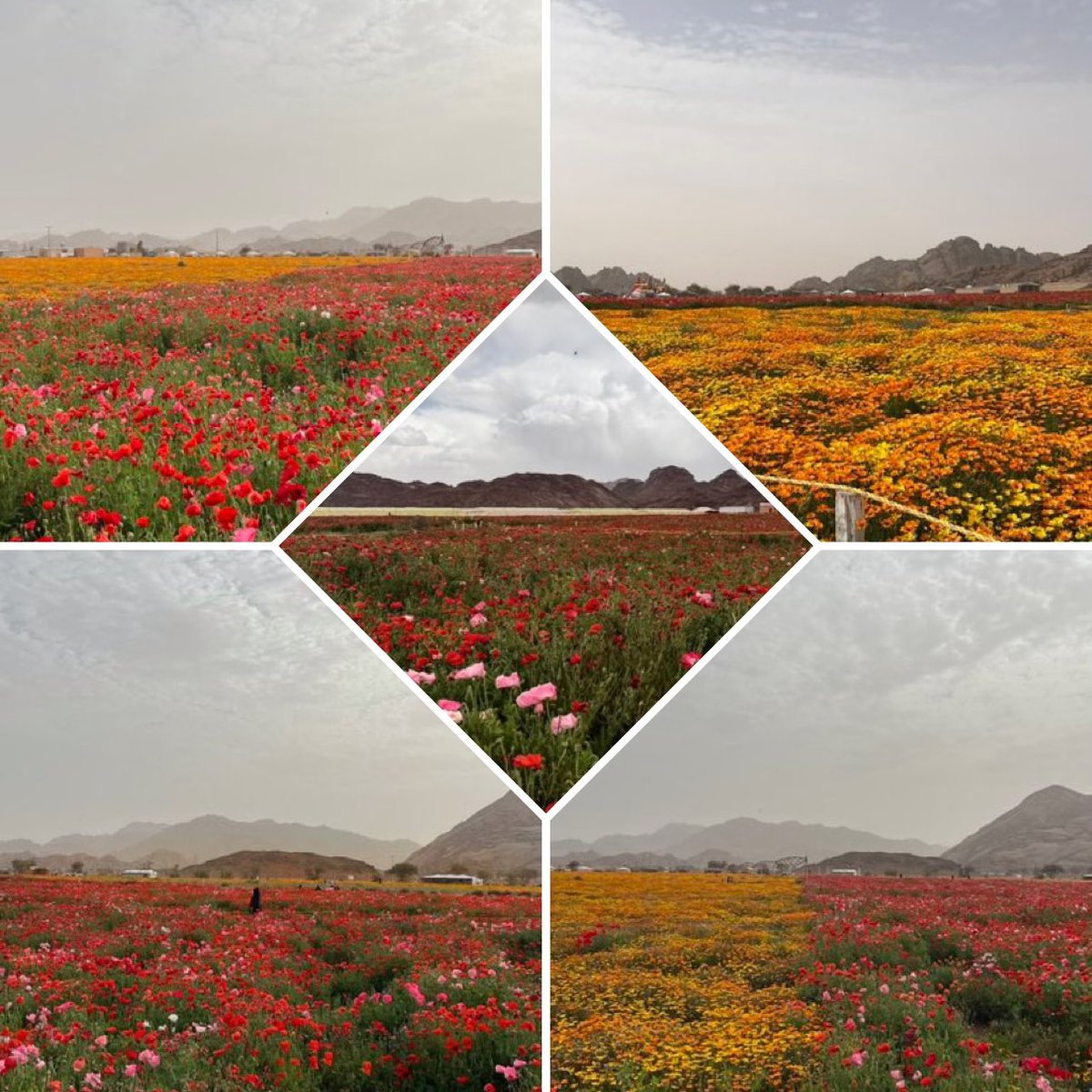 rain_1133 tweet picture